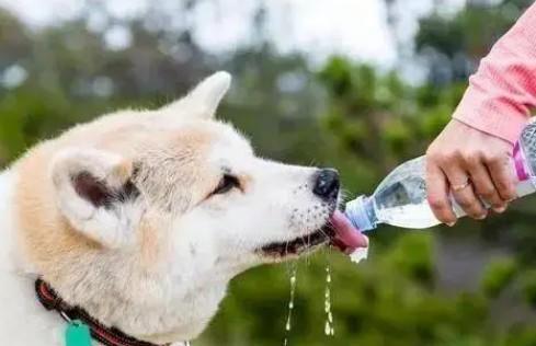 狗狗喝水为什么拉稀了