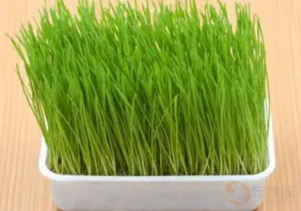 猫草可以长多高-图1