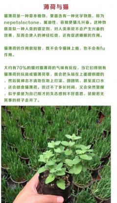 猫草种植用什么土最好-2