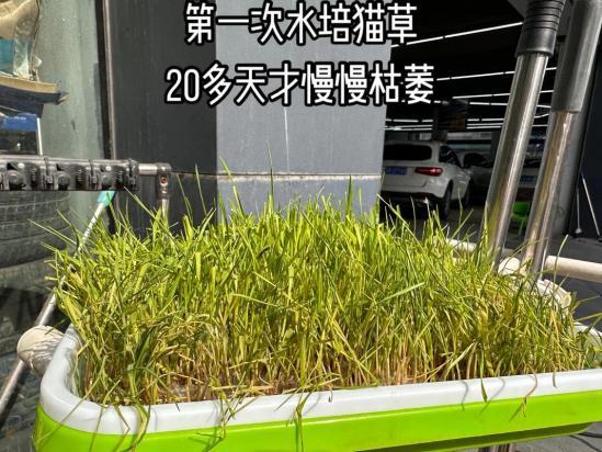 猫草可以水培吗