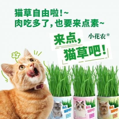 猫草能晒太阳吗-图1