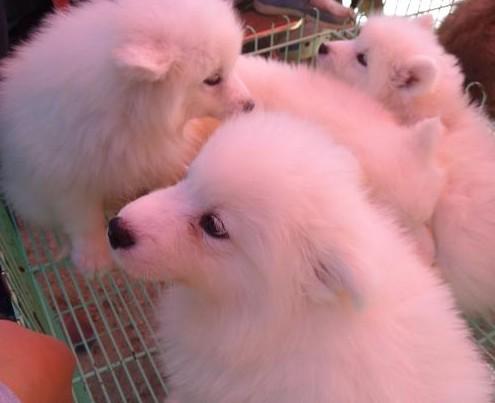 棕红萨摩耶幼犬图片大全