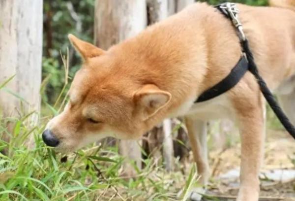 土松属于禁养犬吗-图1