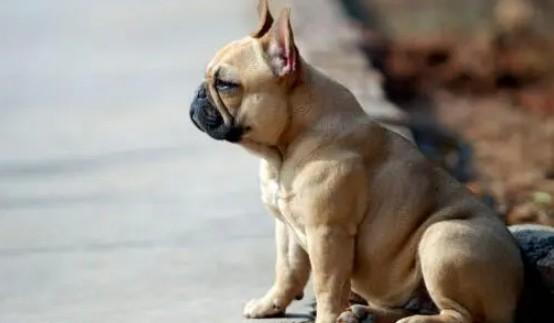 短毛中型犬前10名-1
