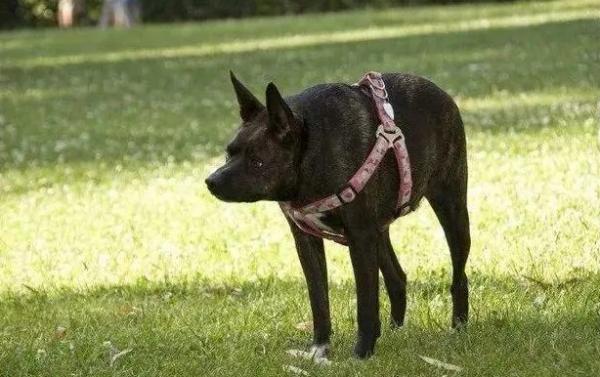 卡西莫多犬哪里有卖的