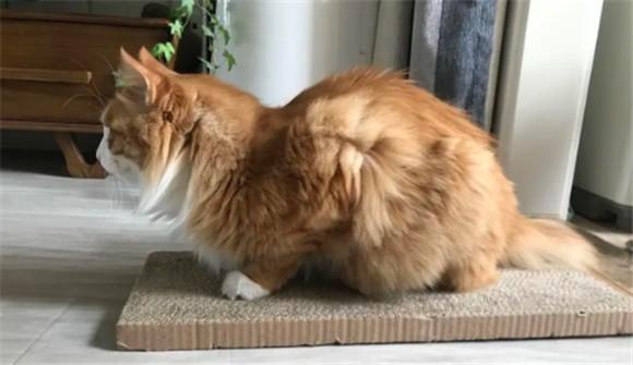猫咪母鸡蹲一直叫-图1