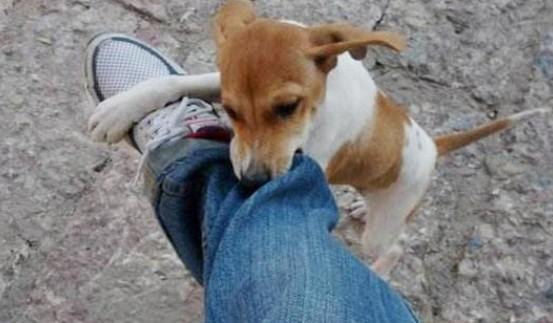 狗狗为什么老咬裤脚-图1