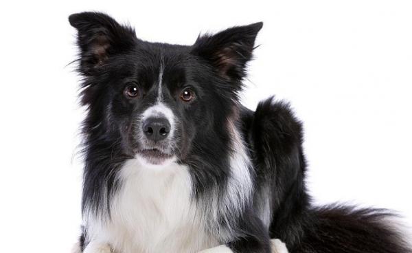 黑白相间的小型犬辟邪的狗-图1
