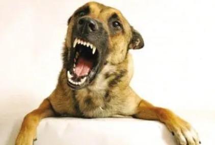 禁养犬一定不能养吗-图1