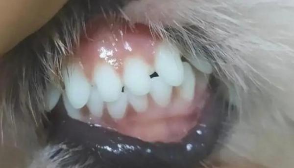 狗狗不刷牙牙齿白的原因-1