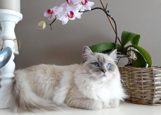 家里没有猫砂怎么应急-图1