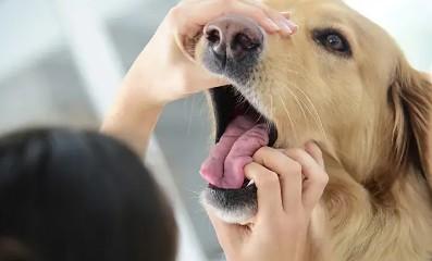 狗狗口臭是什么原因导致的-图1