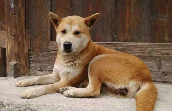 在国外中华田园犬多少钱一只-图1