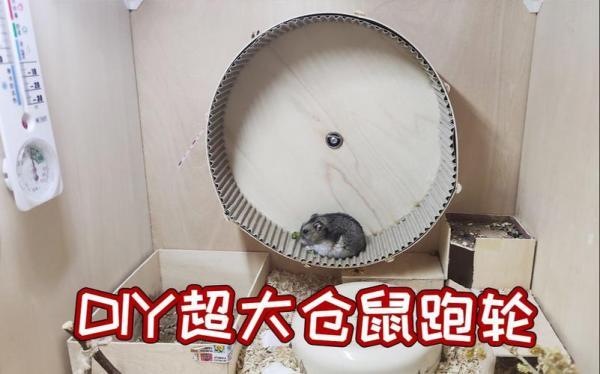 仓鼠不跑轮会死吗-图1