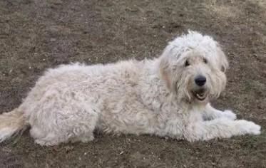 奇努克犬和土狗的区别-图1