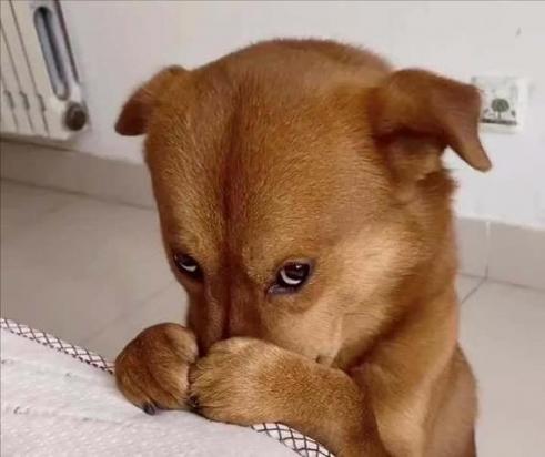 狗狗自己过夜会害怕吗