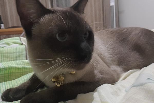 煤球猫是什么品种猫图片-图1