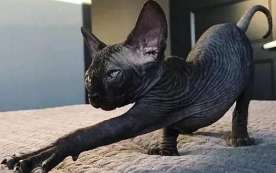 斯芬克斯猫黑色的猫咪品种-图1