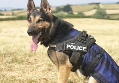 退役警犬多少钱一只