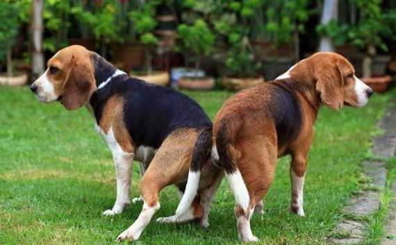 繁殖犬是什么意思-图1