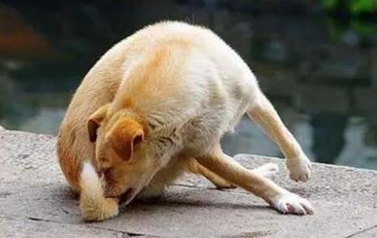 狗狗喜欢舔屁为什么呢