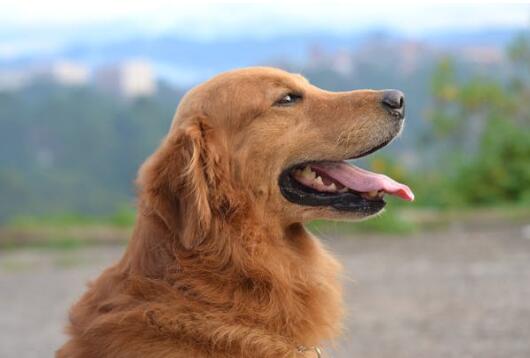 八哥犬一天喂几次-图1