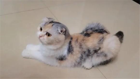 怀孕母猫母鸡蹲的原因