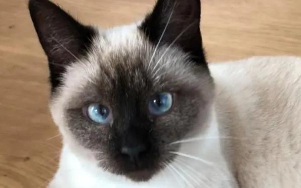 煤球猫咪表情包-图1
