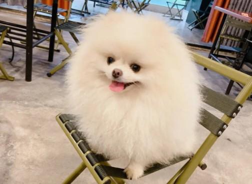 狗狗前肢骨溶解症该怎么治疗？-图1