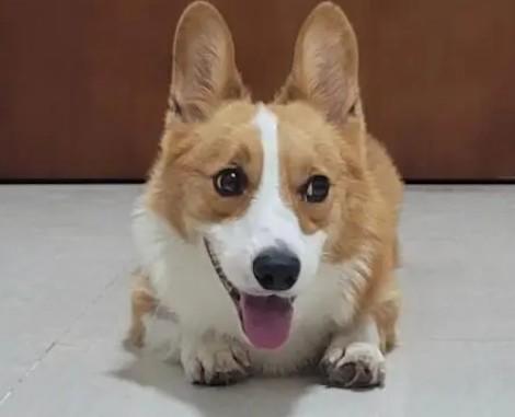 狗狗没办狗证会怎么样？养犬风险及狗证办理流程详解-1