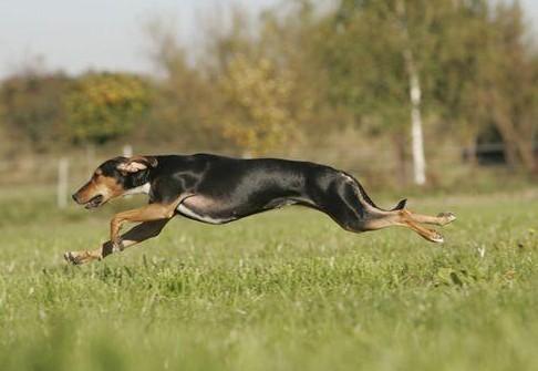 沙克犬是哪个国家的-图1