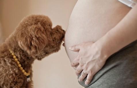 狗狗为什么会对孕妇叫叫
