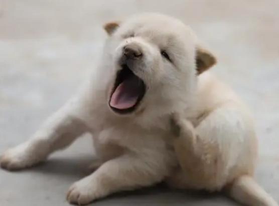 狗狗为什么没有长牙结石