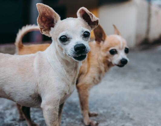 中华田园犬和泰迪哪个好-图1