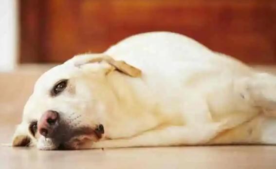 犬瘟抗原为阳性但没有症状该怎么办呢？-图1