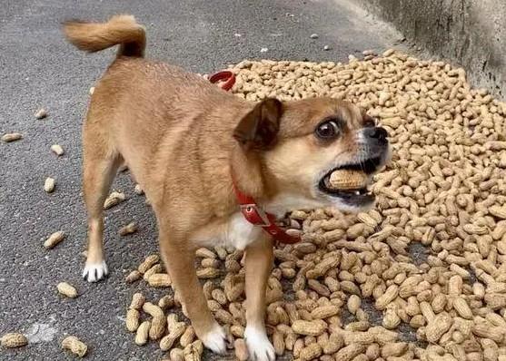 为什么狗狗吃花生