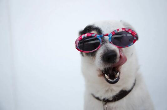 为什么警犬不用莱州红犬