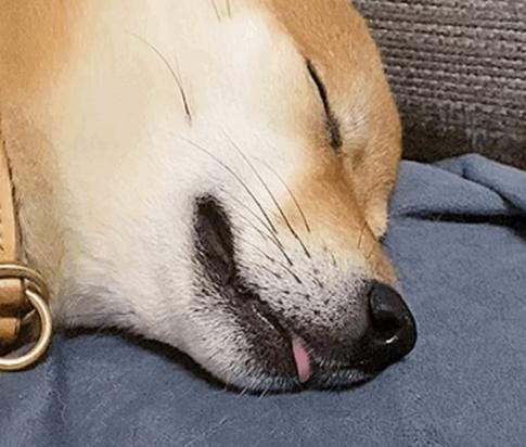 狗狗为什么睡觉伸小舌头