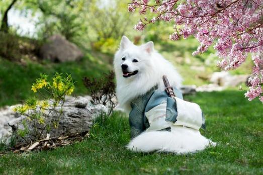 什么狗流口水少
