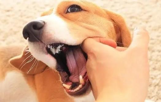 幼犬挨打反而更凶？训犬误区及科学训练方法-1