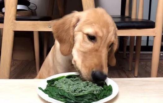 狗狗为什么不吃菠菜的原因有哪些