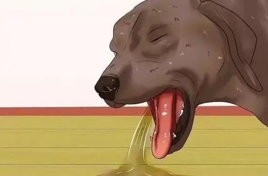 狗狗为什么总是突然吐了呢-图1
