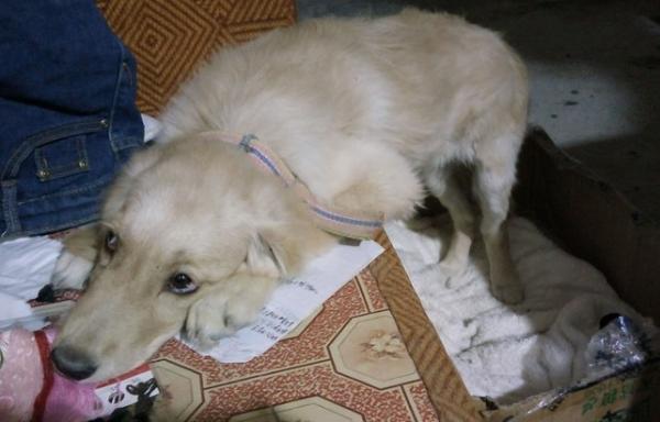 犬细小的初期症状是什么样子