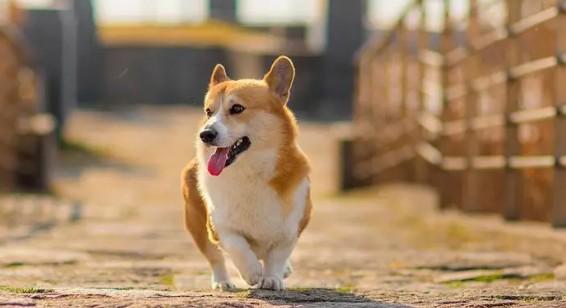为什么狗狗看到小孩就要咬