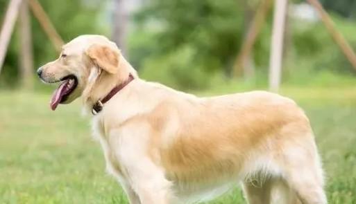 养犬应该注意什么东西呢-图1