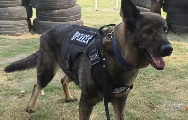刑警在狗肉店发现自己的警犬-图1