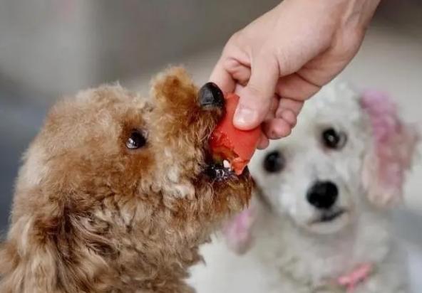 狗狗为什么吃生血膏呢