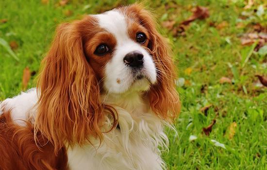 家养狗不出门会有狂犬病吗-图1