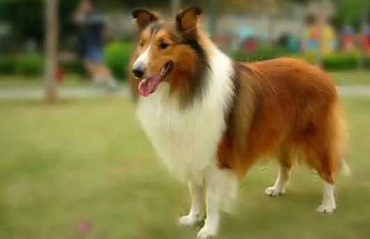 尖嘴犬能长多大-图1