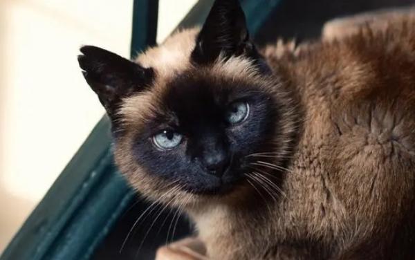 煤球猫多少钱一只-图1